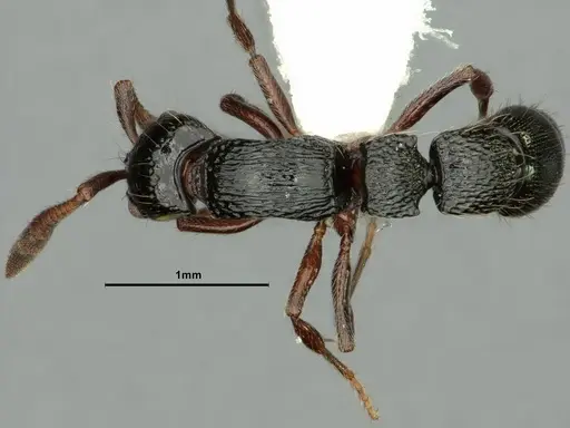 Lioponera foreli specimen CASENT0883442 image casent0883442_1