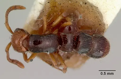 Lioponera gilesi specimen CASENT0172076 image casent0172076_1