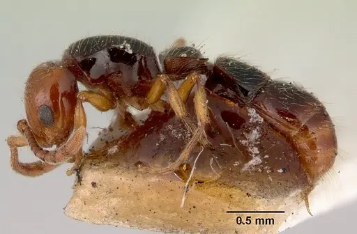 Lioponera gilesi specimen CASENT0172076 image casent0172076_3