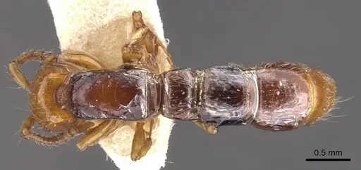 Lioponera gilesi specimen CASENT0902759 image casent0902759_1