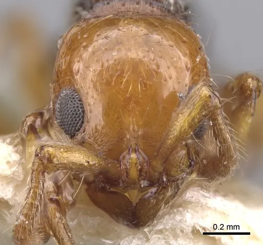 Lioponera gilesi specimen CASENT0902759 image casent0902759_2