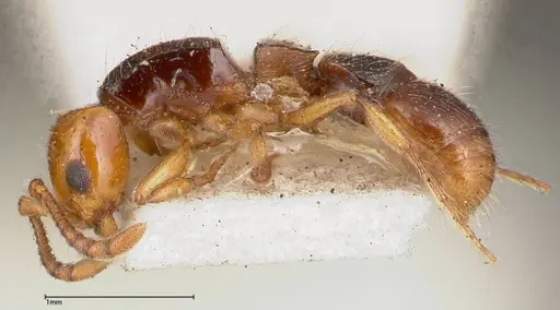 Lioponera gilesi specimen FOCOL0339-1 image focol0339-1_3