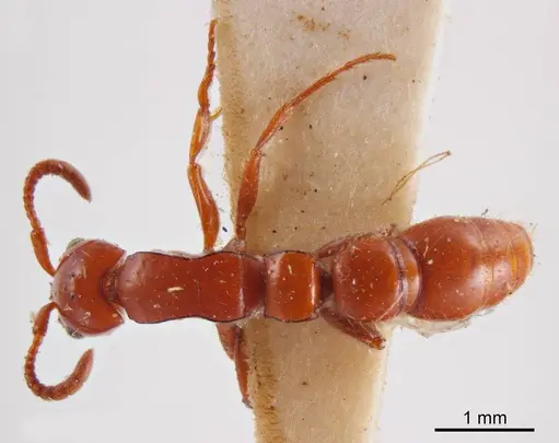 Lioponera greavesi specimen ANTWEB1008236 image antweb1008236_1