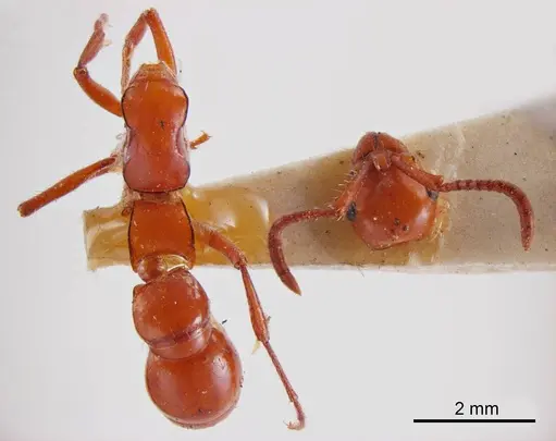 Lioponera gwynethae specimen ANTWEB1008237 image antweb1008237_1