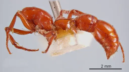 Lioponera gwynethae specimen ANTWEB1008237 image antweb1008237_2