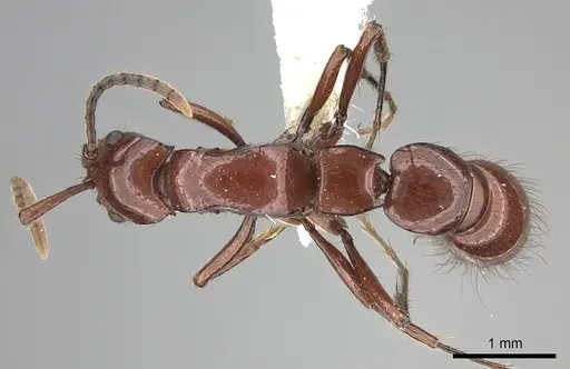 Lioponera heros specimen JTLC000006893 image jtlc000006893_1
