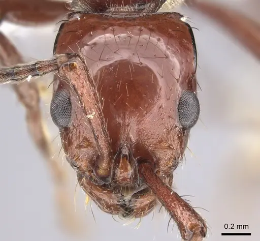Lioponera heros specimen JTLC000006893 image jtlc000006893_2