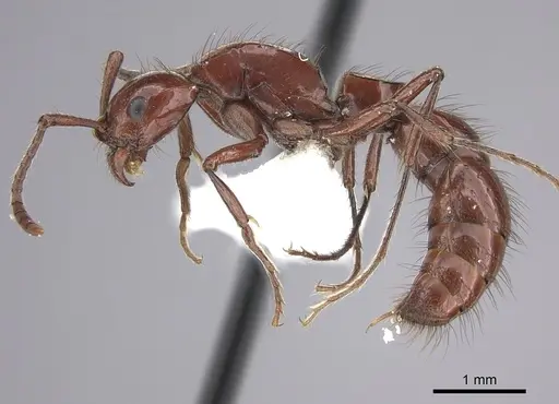 Lioponera heros specimen JTLC000006893 image jtlc000006893_3