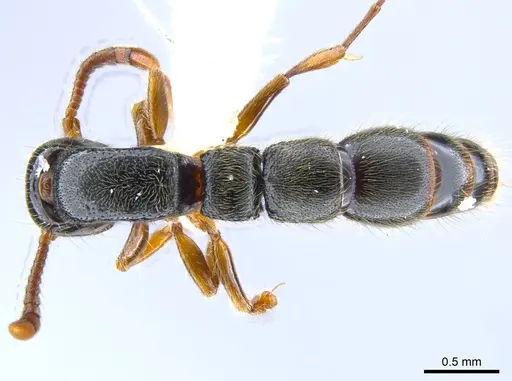 Lioponera hewitti specimen CASENT0651278 image casent0651278_1