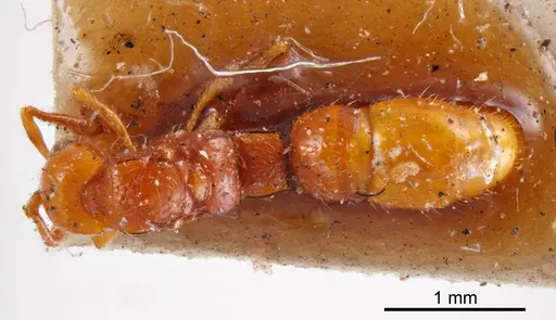 Lioponera inconspicua specimen ANTWEB1008238 image antweb1008238_1