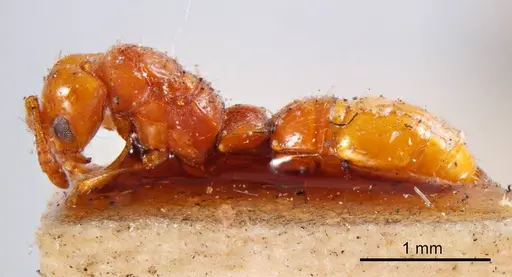 Lioponera inconspicua specimen ANTWEB1008238 image antweb1008238_2