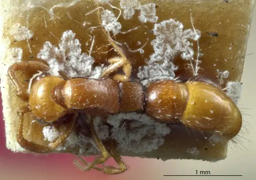 Lioponera inconspicua specimen ANTWEB1041113 image antweb1041113_1