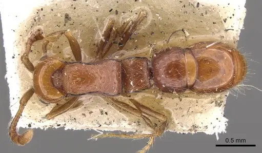 Lioponera inconspicua specimen CASENT0902748 image casent0902748_1