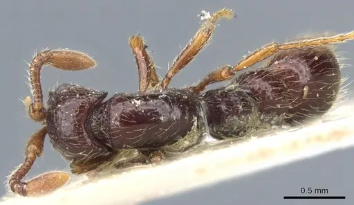 Lioponera inconspicua specimen CASENT0903778 image casent0903778_1
