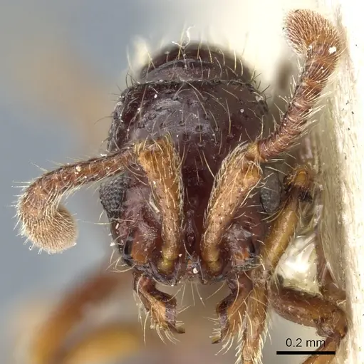 Lioponera inconspicua specimen CASENT0903778 image casent0903778_2