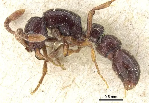 Lioponera inconspicua specimen CASENT0903778 image casent0903778_3