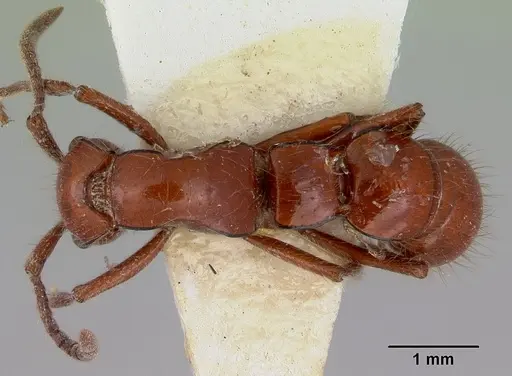 Lioponera iovis specimen CASENT0172075 image casent0172075_1