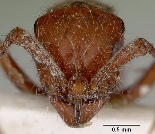 Lioponera iovis specimen CASENT0172075 image casent0172075_2
