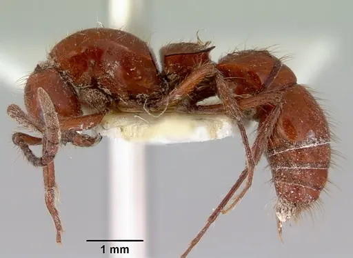 Lioponera iovis specimen CASENT0172075 image casent0172075_3