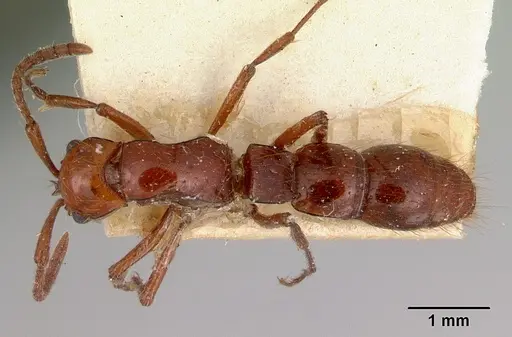 Lioponera iovis specimen CASENT0172077 image casent0172077_1