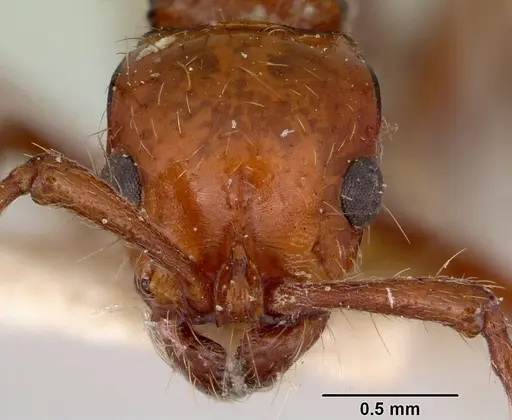 Lioponera iovis specimen CASENT0172077 image casent0172077_2