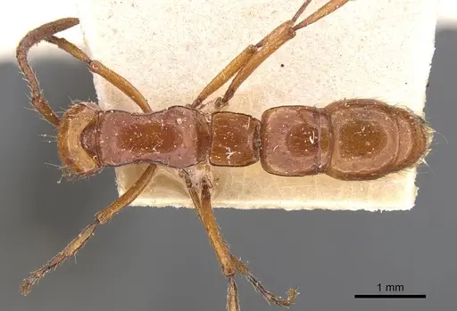 Lioponera iovis specimen CASENT0907063 image casent0907063_1