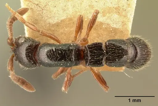 Lioponera kraepelinii specimen CASENT0101733 image casent0101733_1