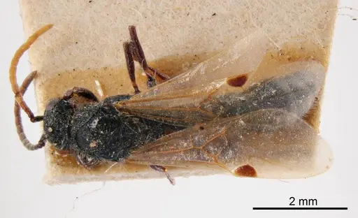 Lioponera larvata specimen ANTWEB1008239 image antweb1008239_1
