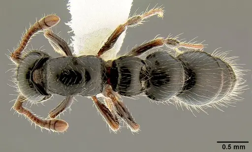Lioponera larvata specimen CASENT0106073 image casent0106073_1