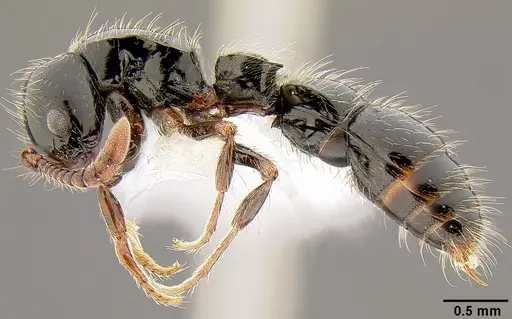 Lioponera larvata specimen CASENT0106073 image casent0106073_3