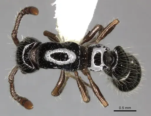Lioponera larvata specimen CASENT0249296 image casent0249296_1