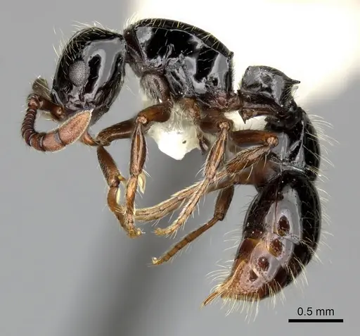 Lioponera larvata specimen CASENT0249296 image casent0249296_3