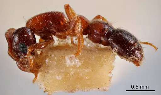 Lioponera longitarsus specimen ANTWEB1008249 image antweb1008249_2