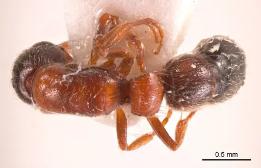 Lioponera longitarsus specimen ANTWEB1008626 image antweb1008626_1