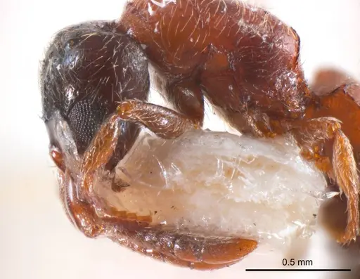 Lioponera longitarsus specimen ANTWEB1008626 image antweb1008626_3