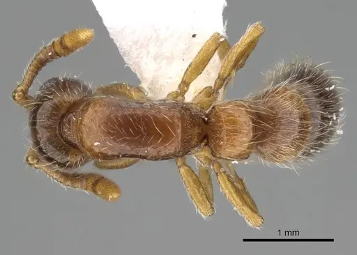 Lioponera longitarsus specimen ANTWEB1025146 image antweb1025146_1