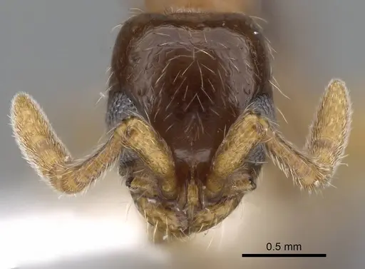 Lioponera longitarsus specimen ANTWEB1025146 image antweb1025146_2