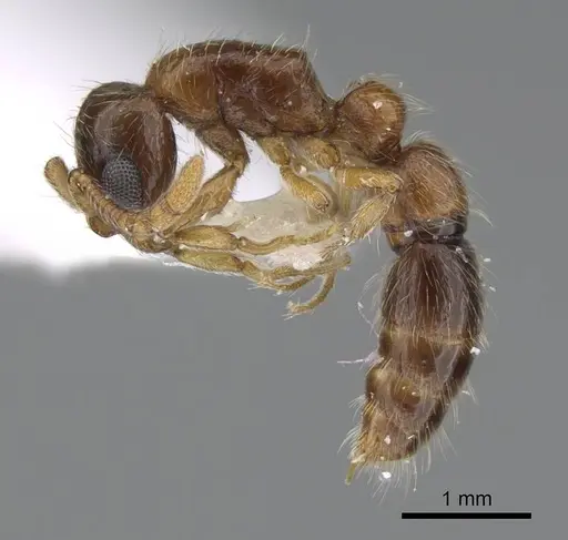 Lioponera longitarsus specimen ANTWEB1025146 image antweb1025146_3
