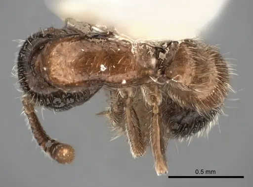 Lioponera longitarsus specimen CASENT0217388 image casent0217388_1