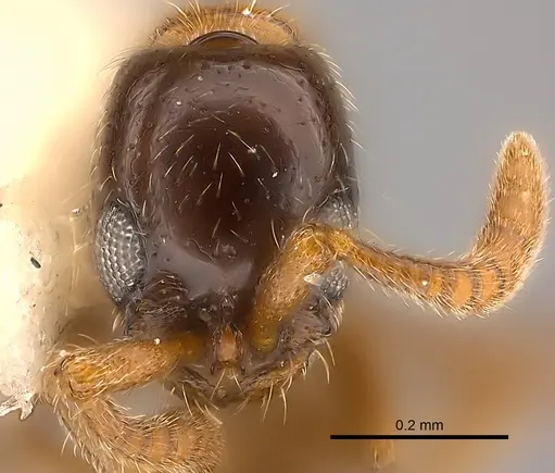 Lioponera longitarsus specimen CASENT0217388 image casent0217388_2