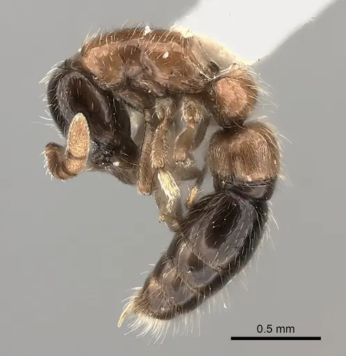 Lioponera longitarsus specimen CASENT0217388 image casent0217388_3