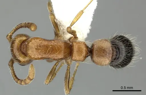 Lioponera longitarsus specimen CASENT0249297 image casent0249297_1