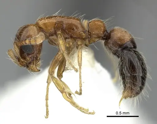 Lioponera longitarsus specimen CASENT0249297 image casent0249297_3