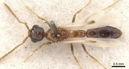 Lioponera longitarsus specimen CASENT0902739 image casent0902739_1