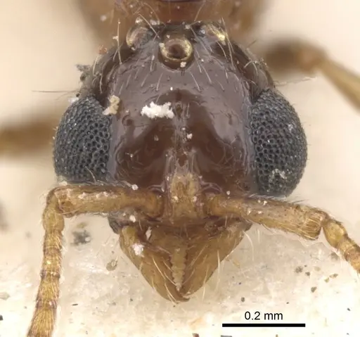Lioponera longitarsus specimen CASENT0902739 image casent0902739_2