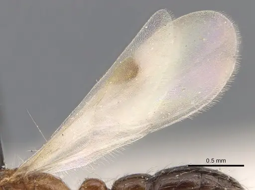 Lioponera longitarsus specimen CASENT0902739 image casent0902739_4