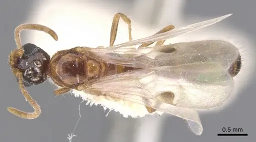 Lioponera longitarsus specimen CASENT0902740 image casent0902740_1