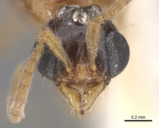 Lioponera longitarsus specimen CASENT0902740 image casent0902740_2