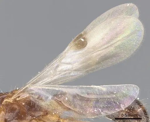 Lioponera longitarsus specimen CASENT0902740 image casent0902740_4