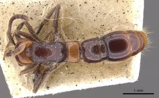 Lioponera longitarsus specimen CASENT0902756 image casent0902756_1